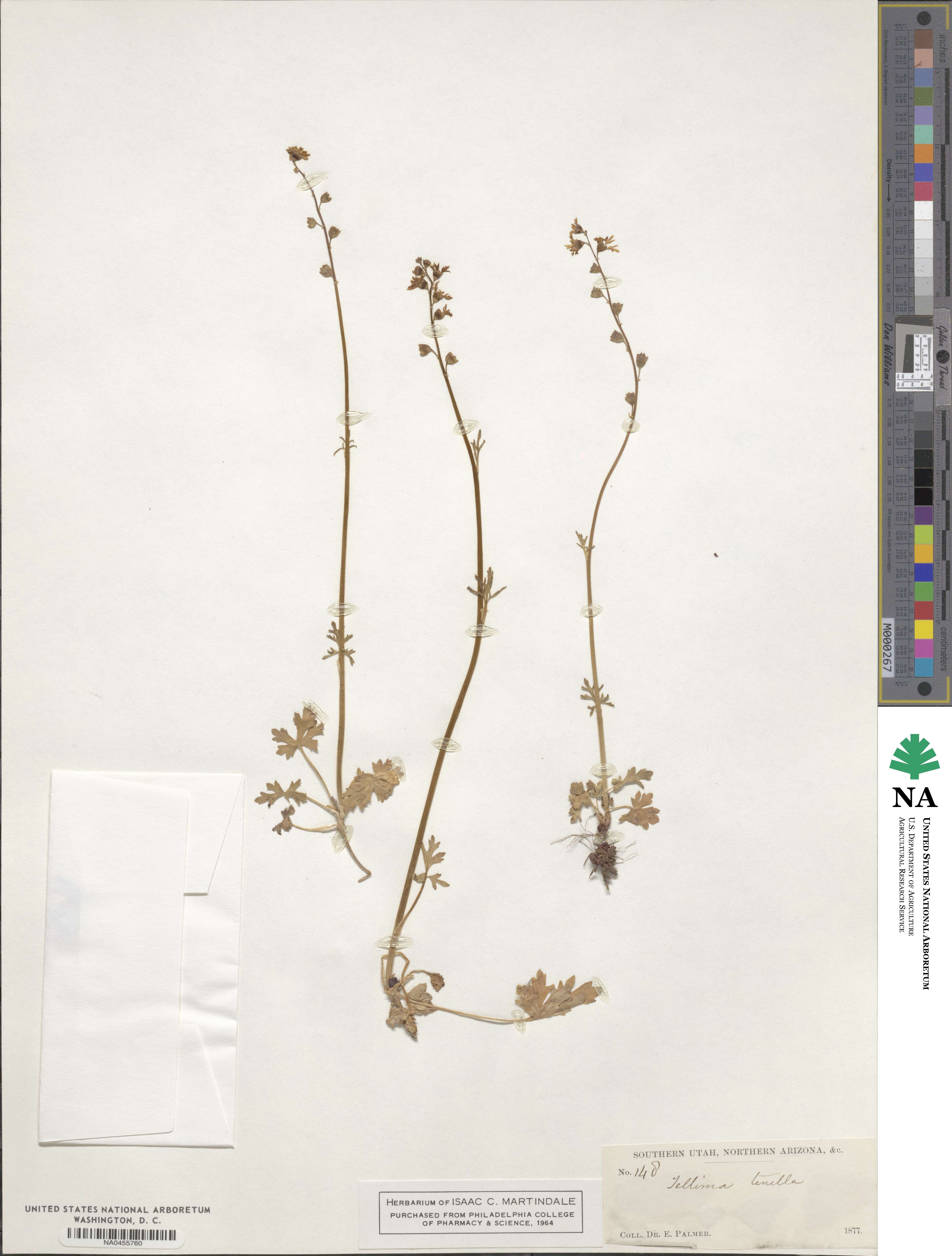 Lithophragma tenella image