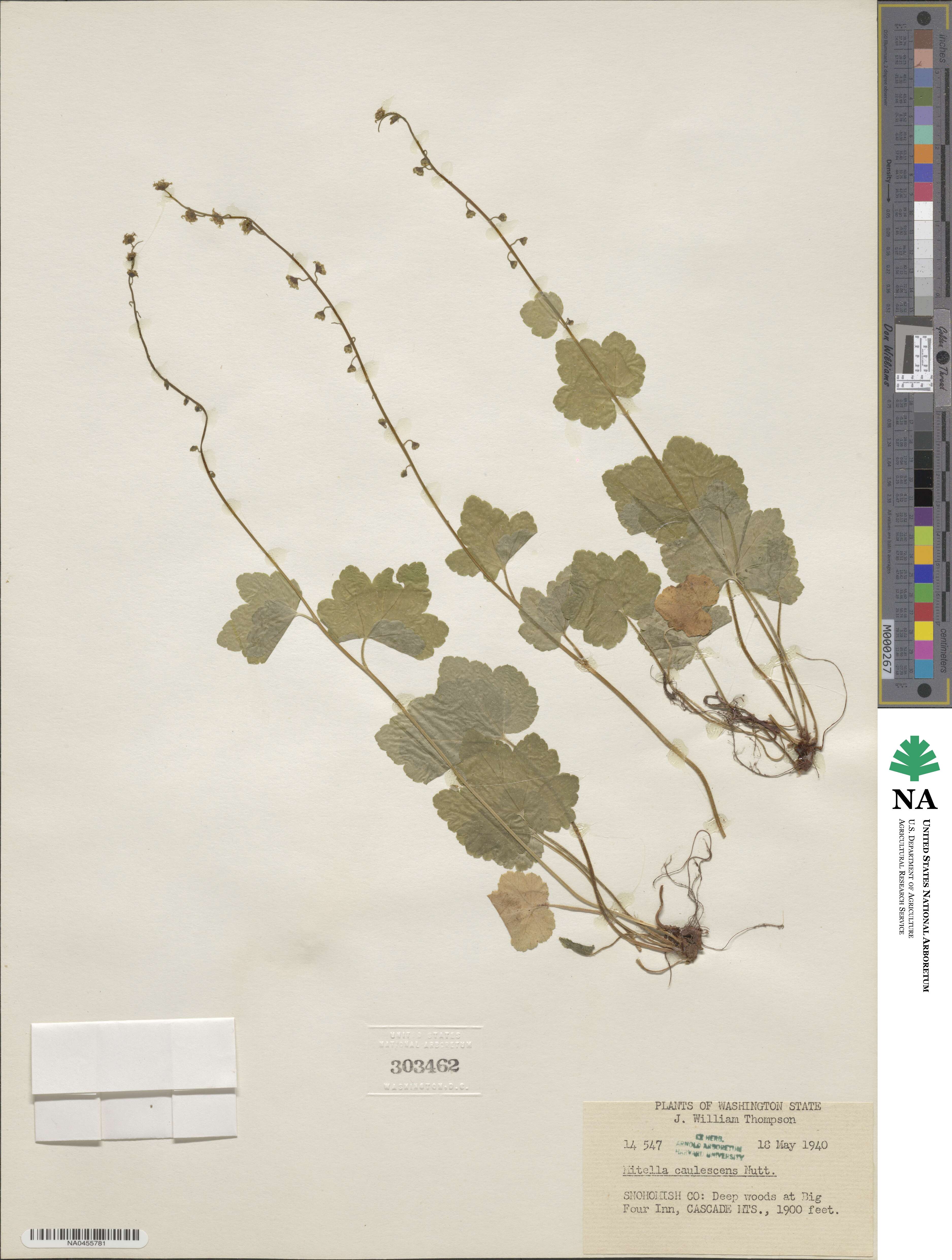 Mitellastra caulescens image