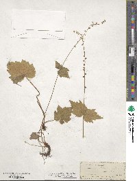 Mitella diphylla image