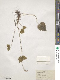 Mitella diphylla image