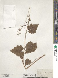 Tolmiea menziesii image