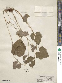 Tolmiea menziesii image