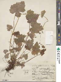 Tolmiea menziesii image