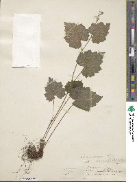 Tolmiea menziesii image