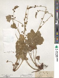 Tellima grandiflora image