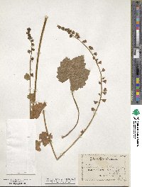 Tellima grandiflora image