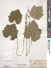 Tellima grandiflora image