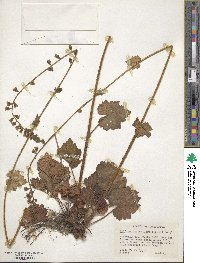 Tellima grandiflora image