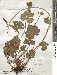 Tellima grandiflora image