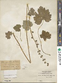 Tellima grandiflora image