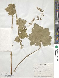 Tellima grandiflora image