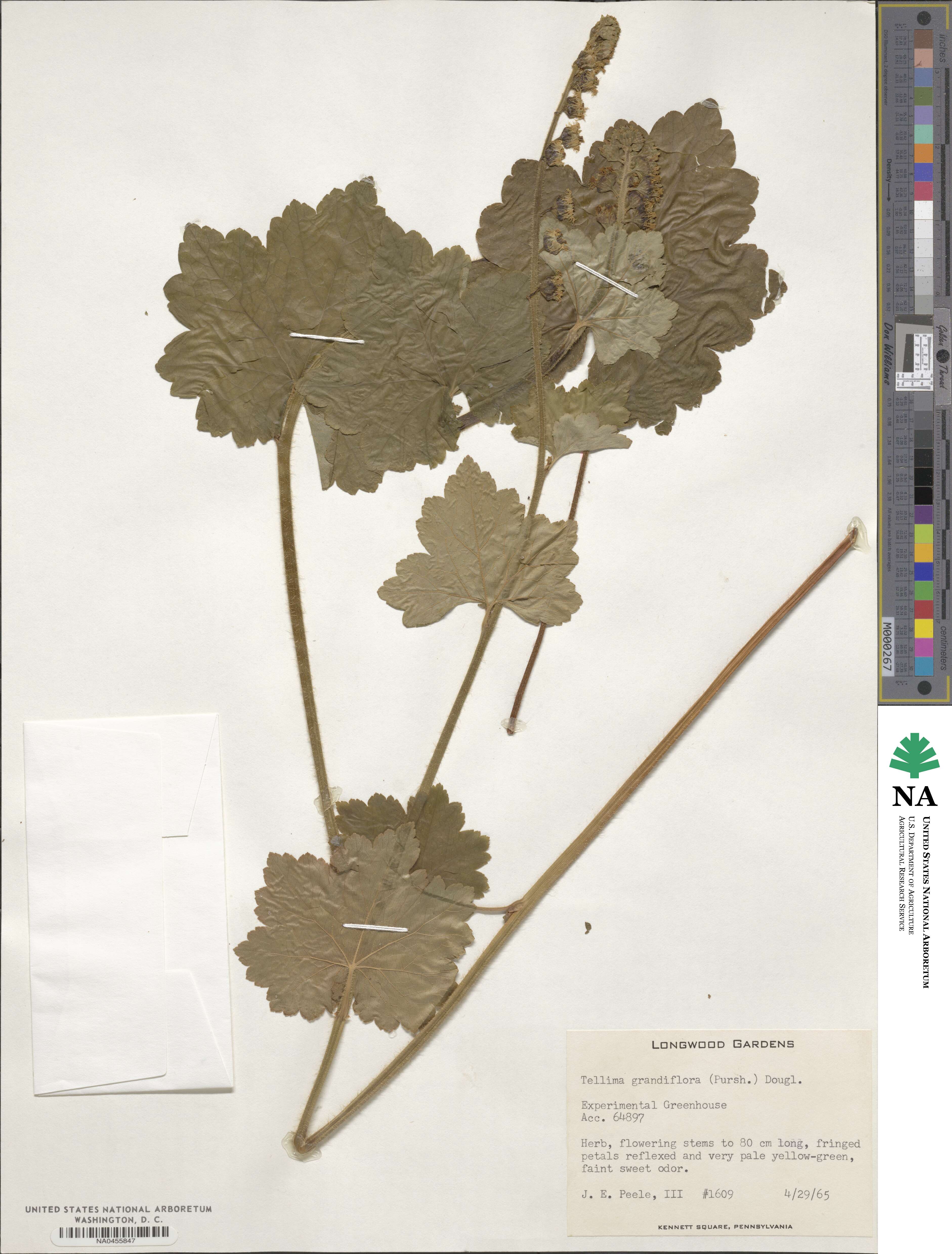 Tellima grandiflora image
