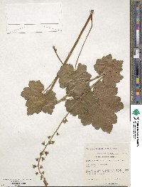 Tellima grandiflora image