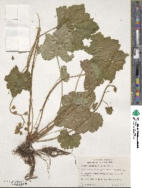 Tellima grandiflora image