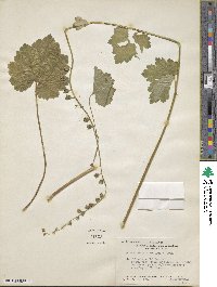 Tellima grandiflora image