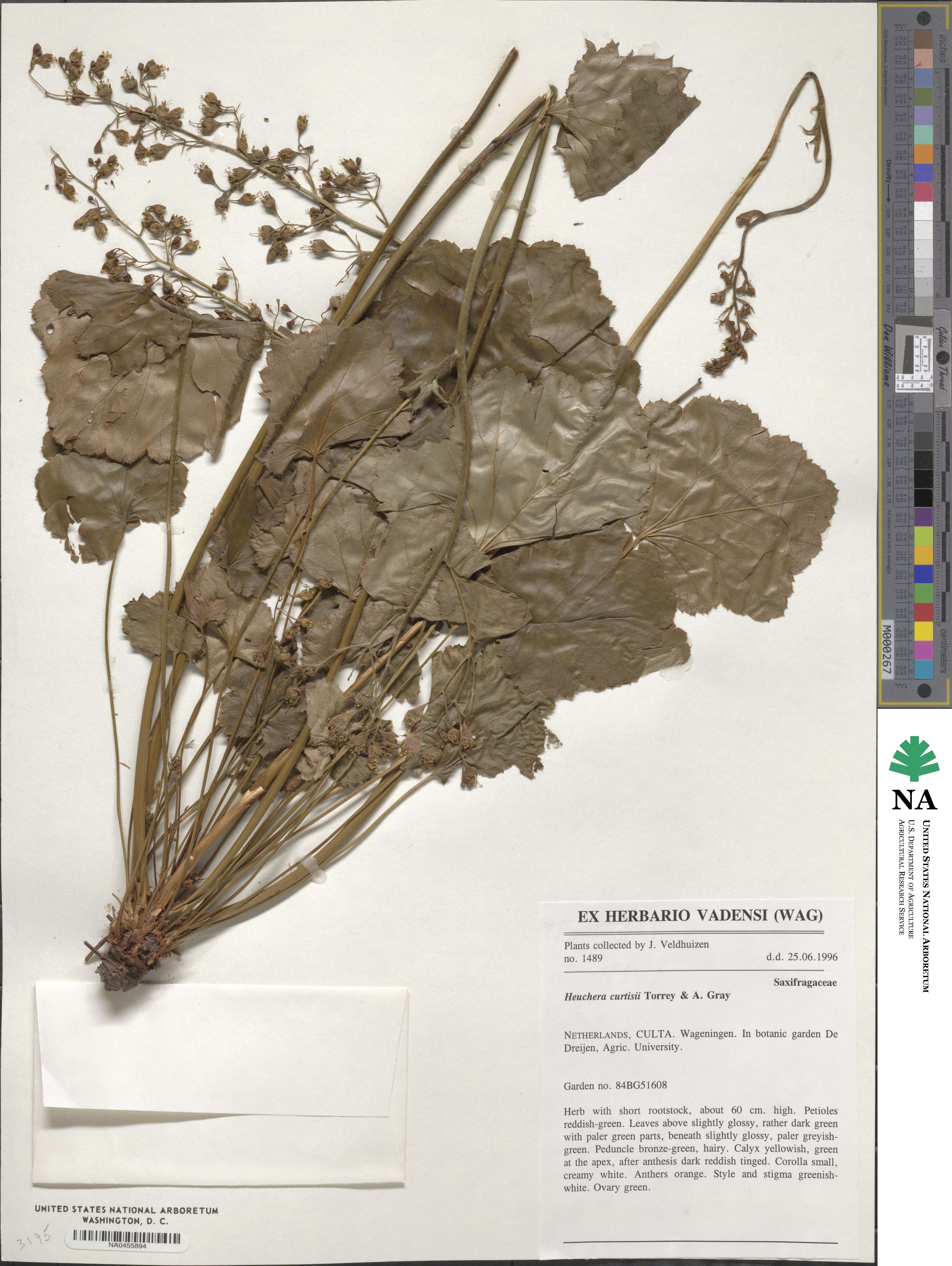 Heuchera americana image