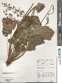 Heuchera americana image