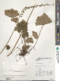 Heuchera cylindrica image