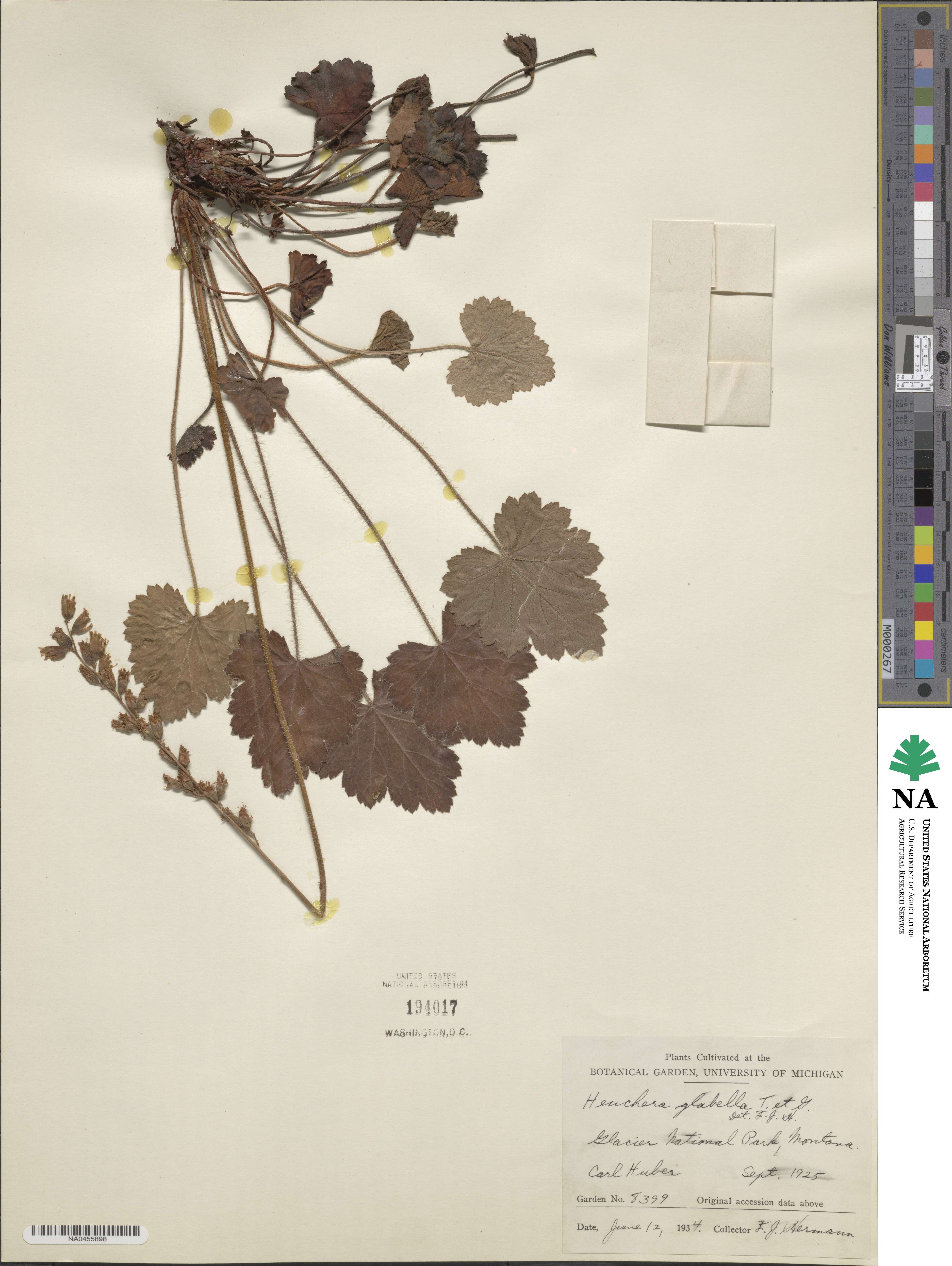 Heuchera cylindrica var. glabella image