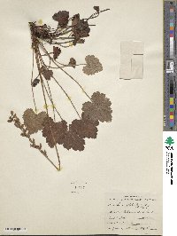 Heuchera cylindrica image