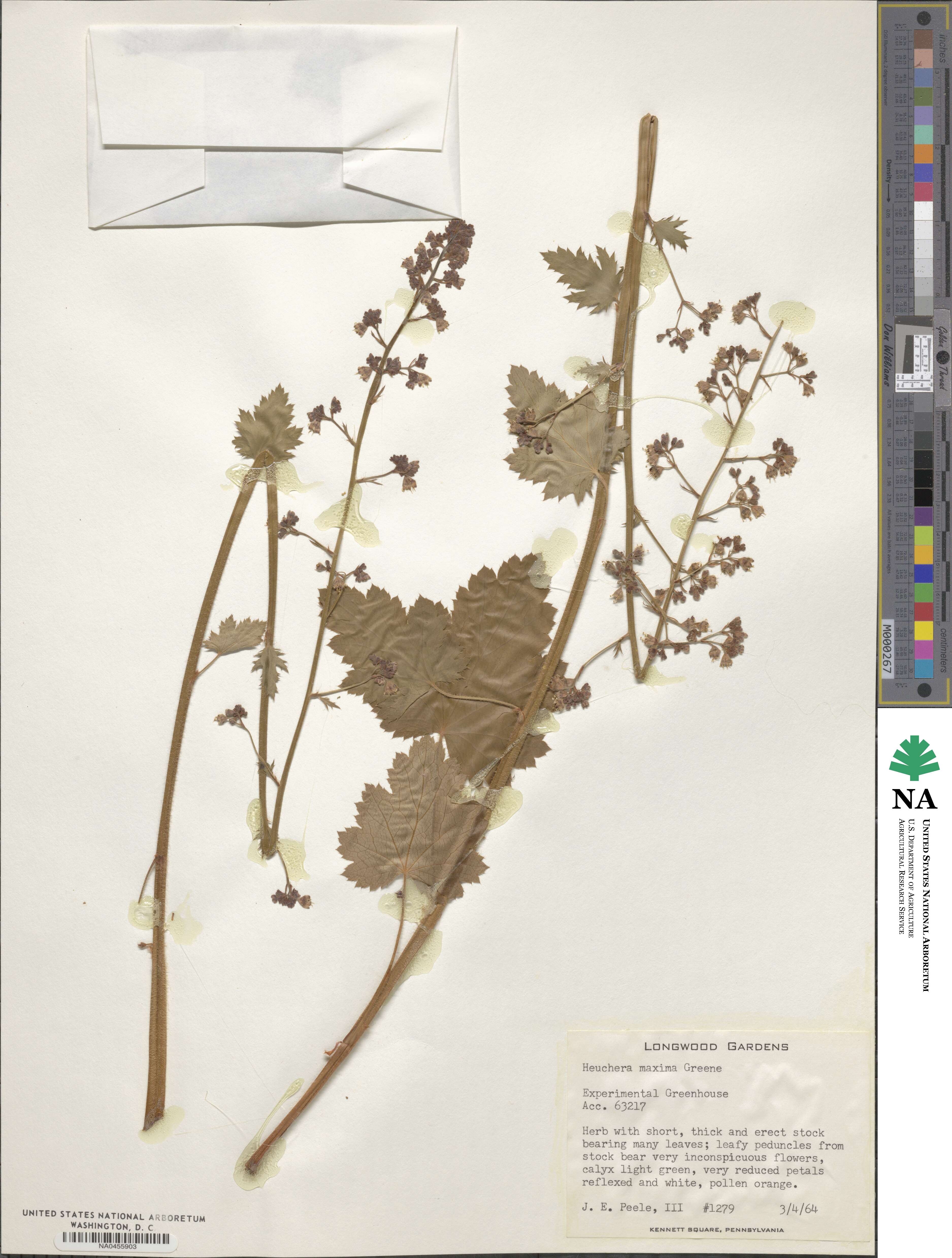 Heuchera maxima image