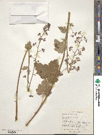 Image of Heuchera maxima