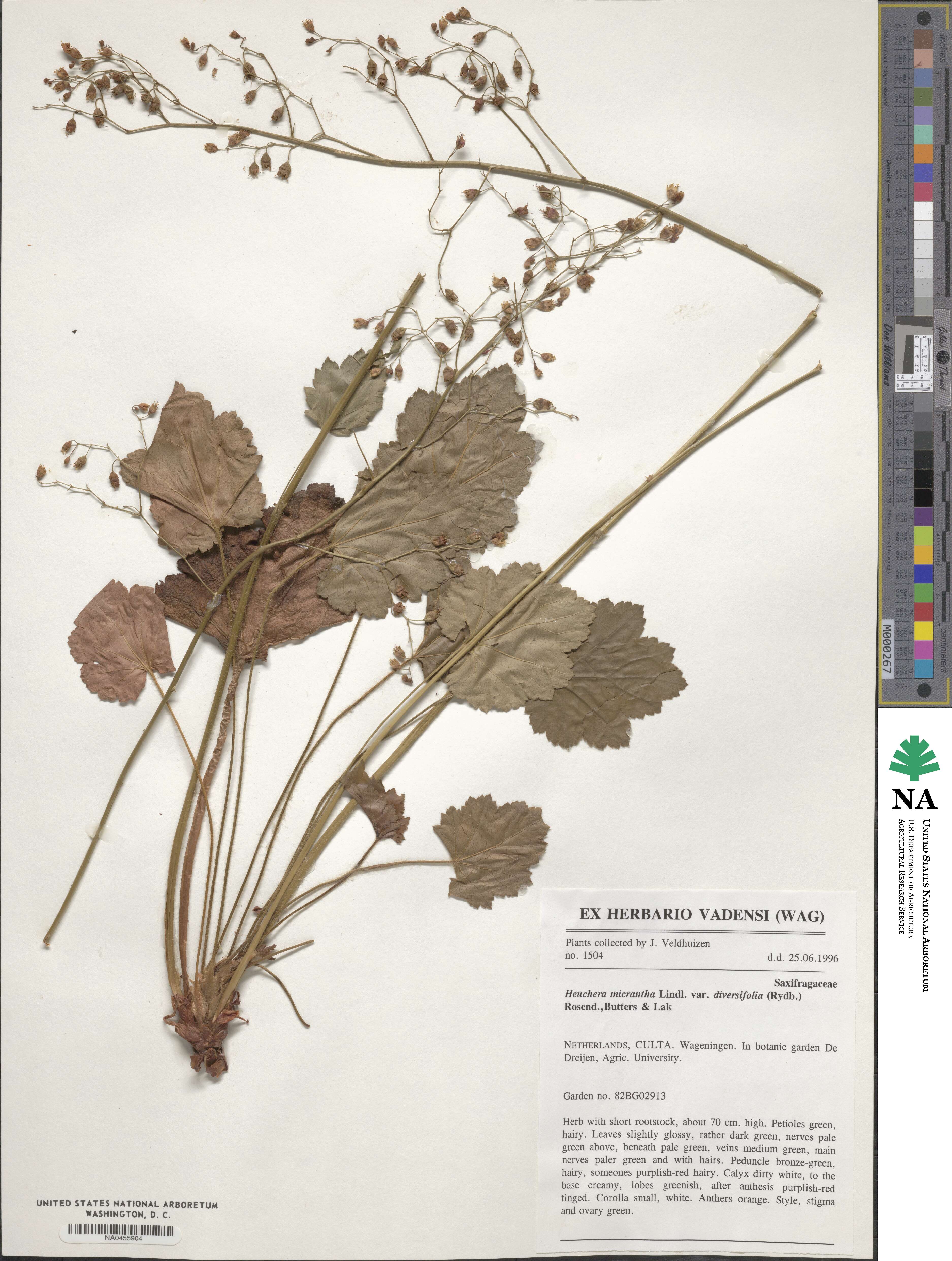 Heuchera micrantha var. diversifolia image