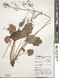 Heuchera micrantha image