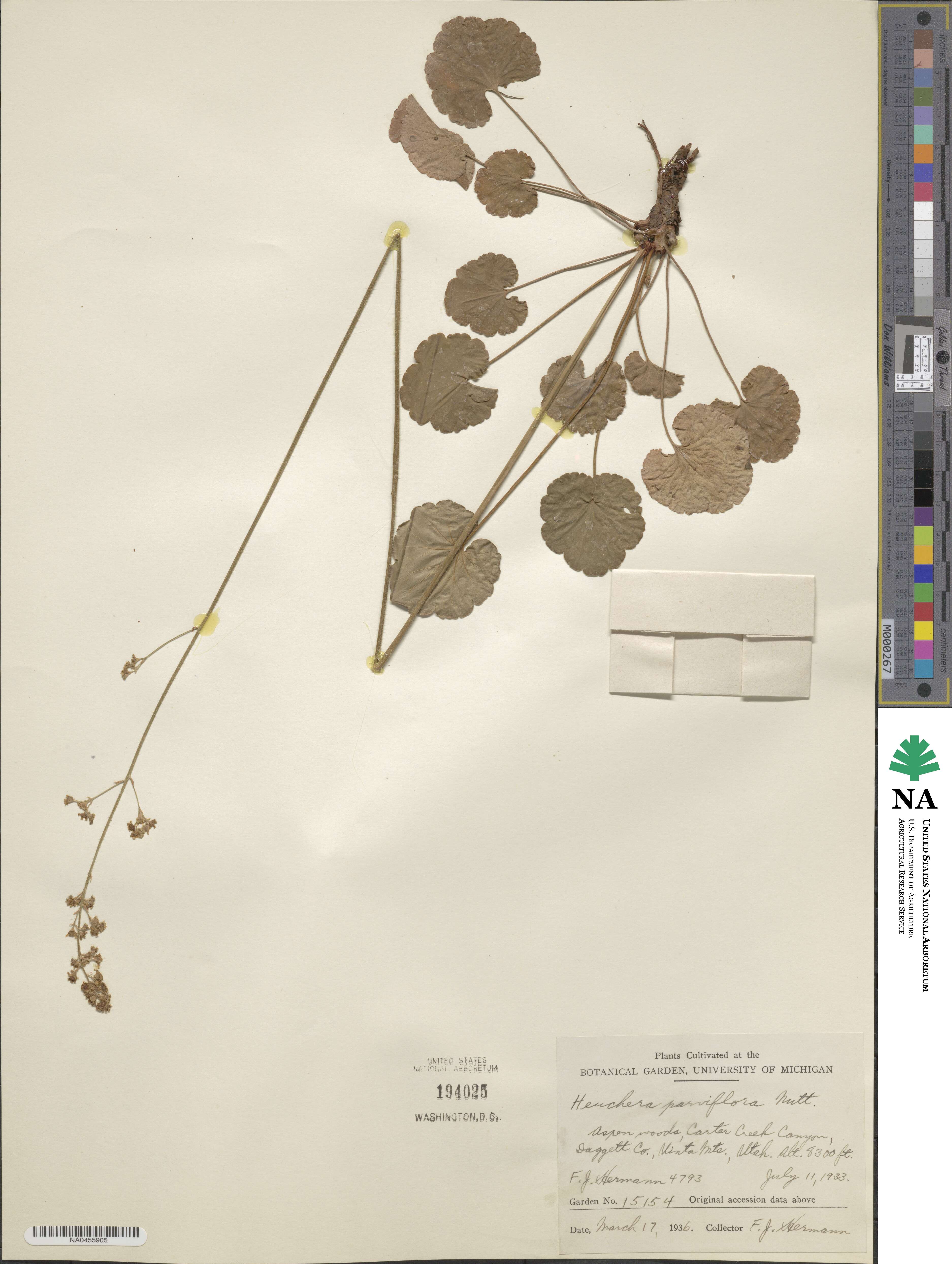 Heuchera parviflora image