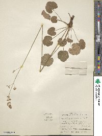 Image of Heuchera parviflora