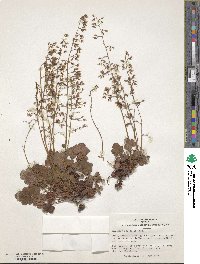 Heuchera rubescens image