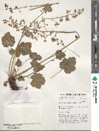 Heuchera sanguinea image