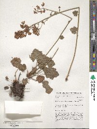 Heuchera sanguinea image