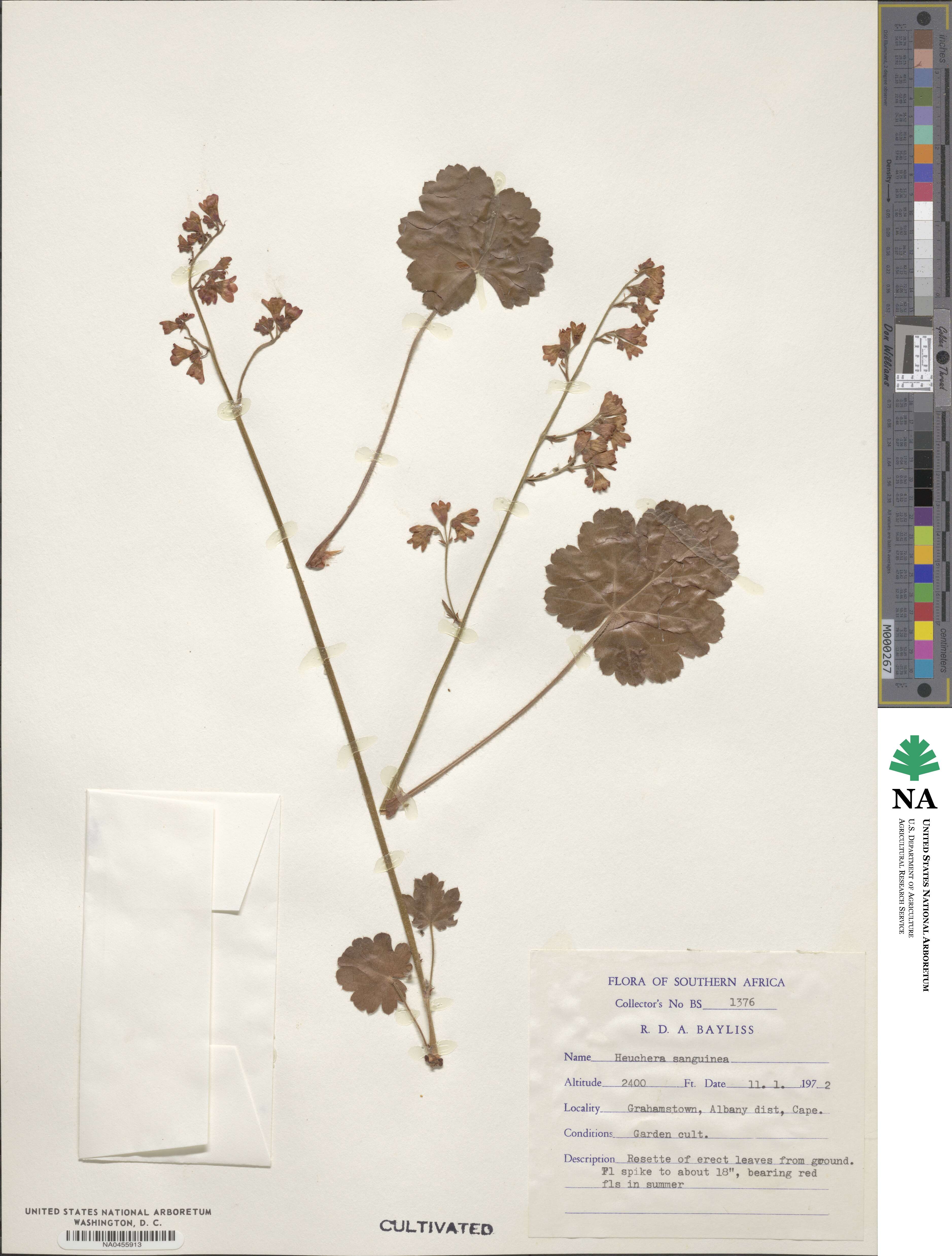 Heuchera sanguinea image