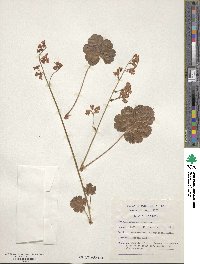 Heuchera sanguinea image