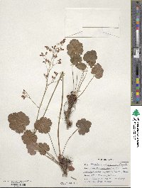 Heuchera sanguinea image