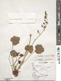 Heuchera sanguinea image