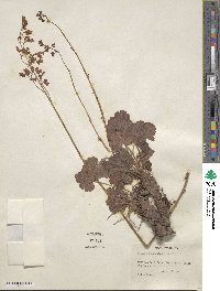 Heuchera sanguinea image