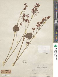 Heuchera sanguinea image