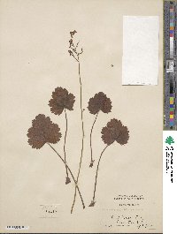 Heuchera sanguinea image