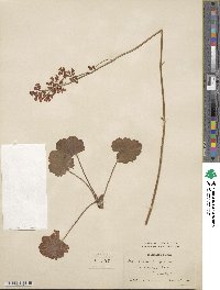 Heuchera sanguinea image