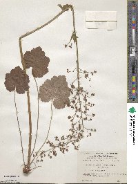 Heuchera sanguinea image