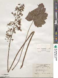 Heuchera sanguinea image