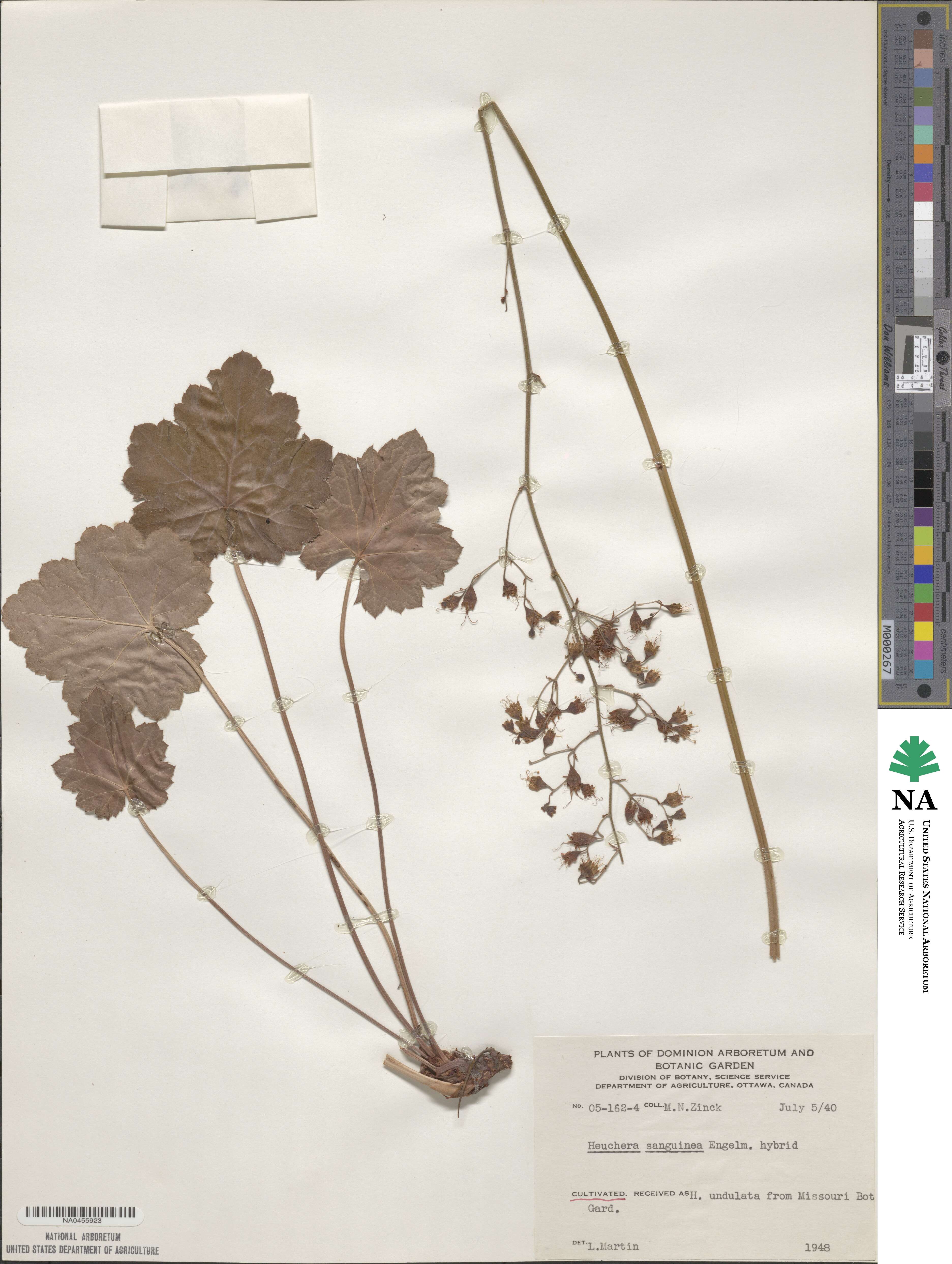 Heuchera sanguinea image