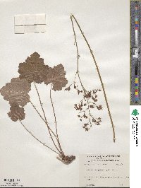 Heuchera sanguinea image