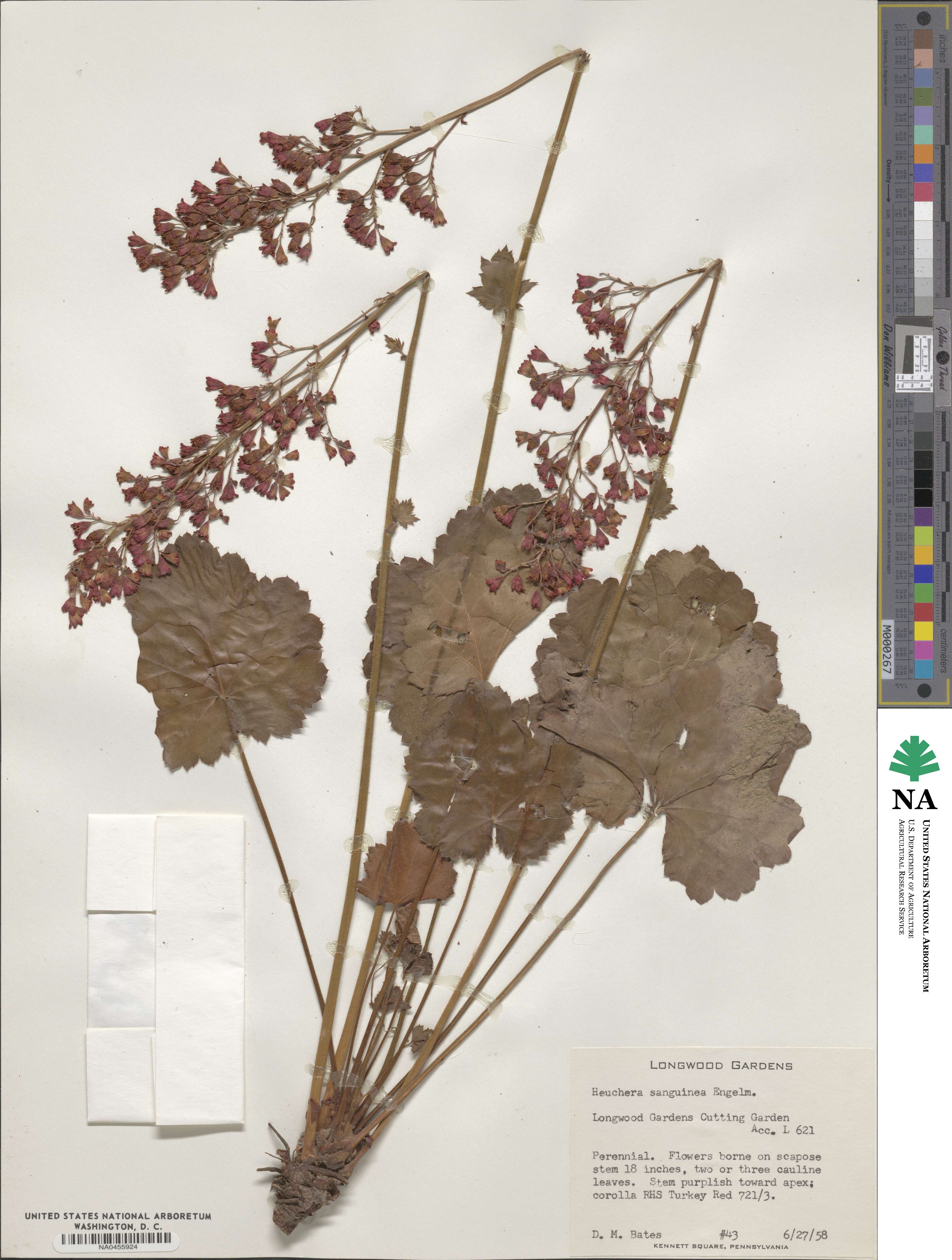 Heuchera sanguinea image