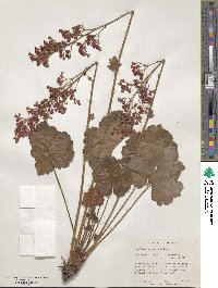 Heuchera sanguinea image