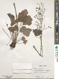 Heuchera sanguinea image