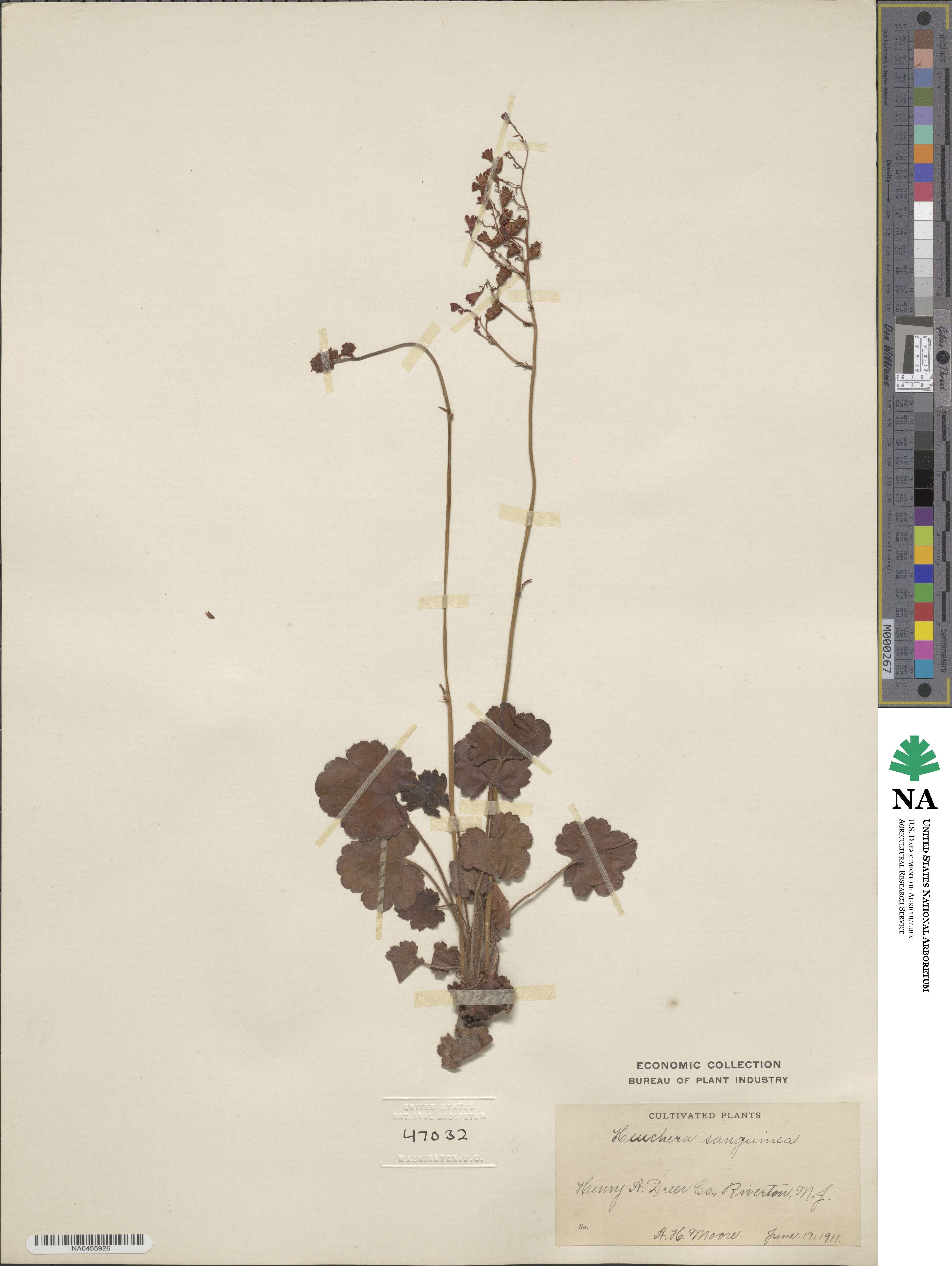 Heuchera sanguinea image