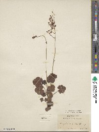 Heuchera sanguinea image